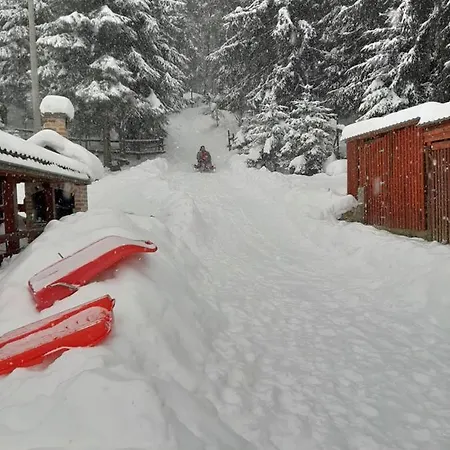 Woody * Stara Susica